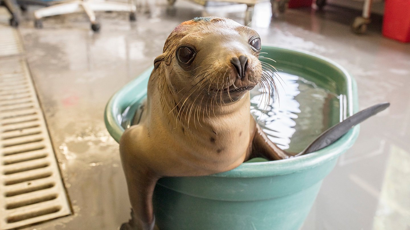 Shedd Experts Help Rescue 55Plus Stranded Sea Lion Pups in California